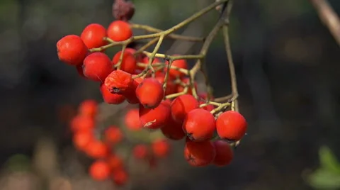 Forest rowan Video stock 42127840