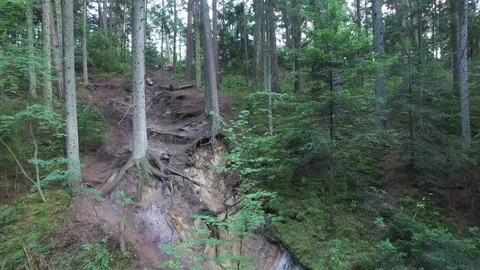 Forest on Roztocze, aerial view Stock Footage 85615311