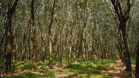 Forest of rubber trees 動画素材 89082030