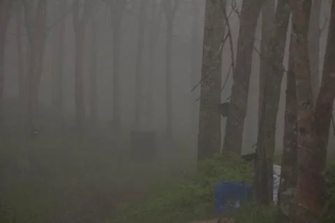 Forest rubber trees in the mist Stock Photos