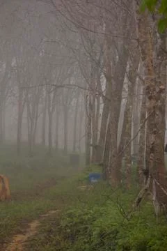 Forest rubber trees in the mist Stock-Fotos