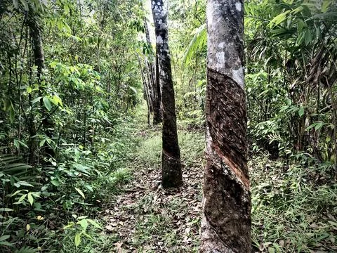 Forest of rubber trees Stock Photos