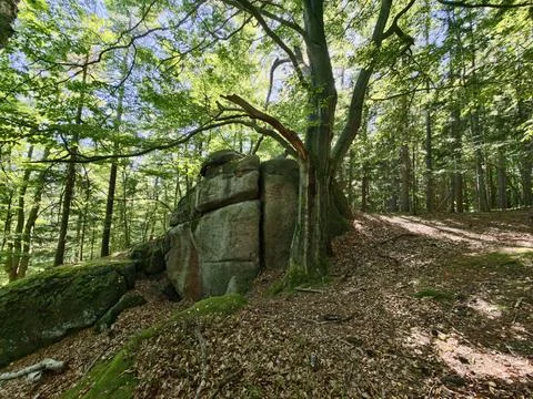 Forest rugged rock formation bathed in dappled sunlight amid tall trees and.. Stock Photos