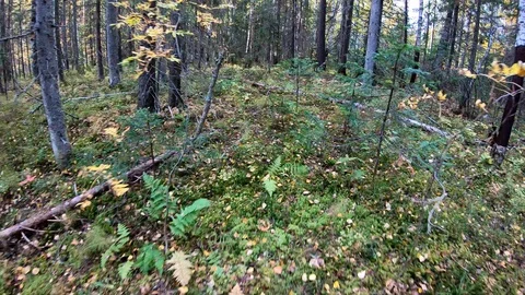 Forest. Run away from persecution . Feeling of fear. Escape from danger . Stock Footage 107992862