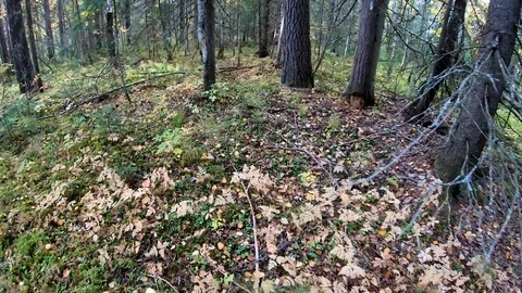 Forest. Run away from persecution. Man. Feeling of fear. Escape from danger . Video stock 107993258