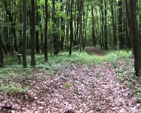 Forest Run Vídeo Stock 160420