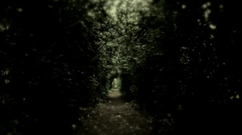 Forest run Stock Footage 25042756