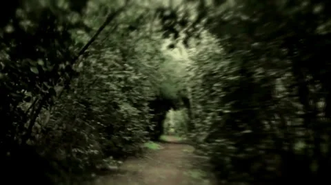 Forest run Stock Footage 25243896