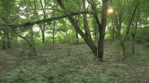 Forest run pov steady 4K Stockbeeldmateriaal 55376795