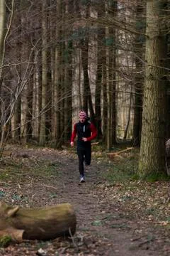 Forest running Stock Photos
