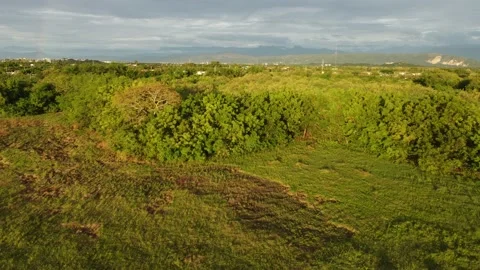 Forest with rural dwellings Stock Footage 220085966