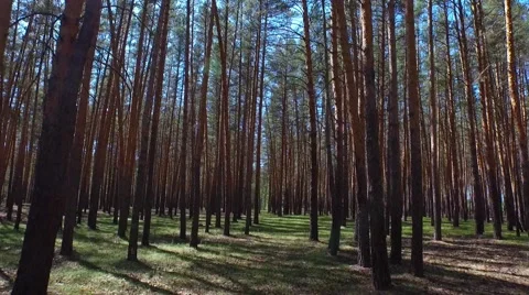 Forest in russia Stock Footage 60696723