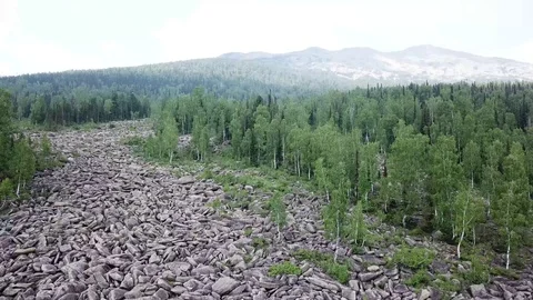 Forest in Russia in summer 스톡 동영상 113077044