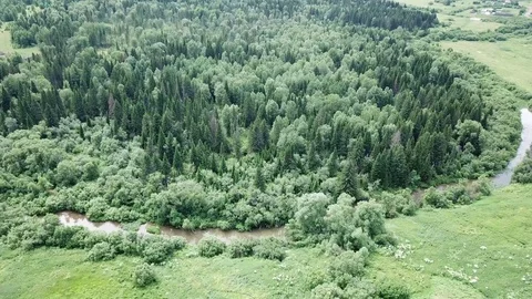 Forest in Russia in summer 스톡 동영상 113077053