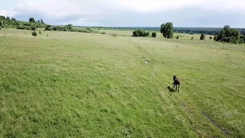 Forest in Russia in summer 스톡 동영상 113077058