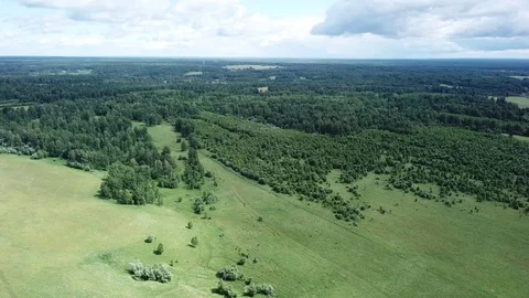 Forest in Russia in summer 스톡 동영상 113077061