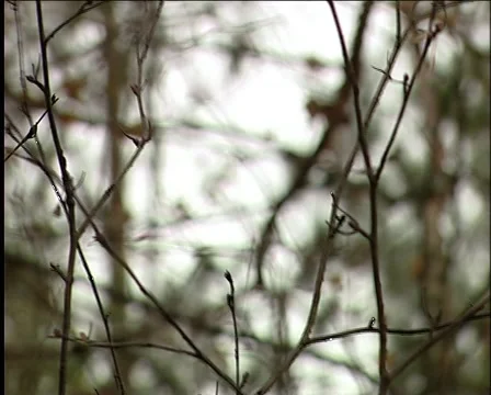 Forest rustles Stockbeeldmateriaal 1012503