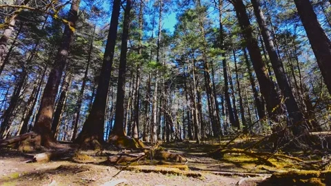 Forest Sanctuary Natural Landscape Video stock 324626909
