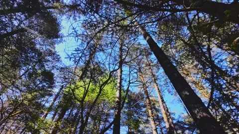 Forest Sanctuary Natural Landscape Stock Footage 324626913