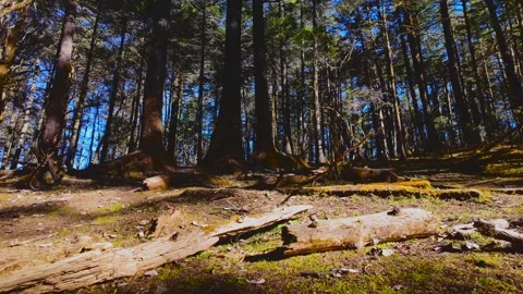 Forest Sanctuary Natural Landscape Stock Footage 324626990