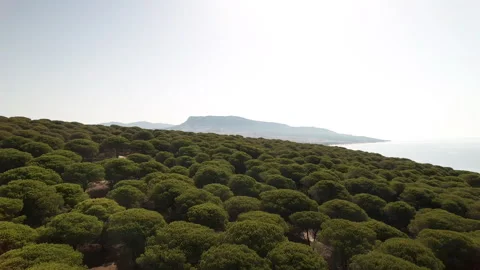 Forest &amp; Sand Dune Tarifa 動画素材 251681934
