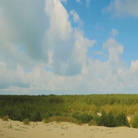 Forest on the Sand Dunes Stock Footage 69286093