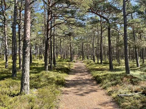 Forest at Sandhamm Stock Photos