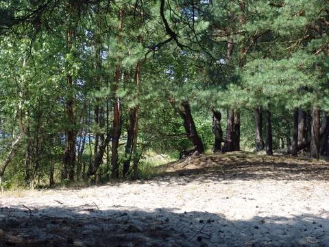 Forest sandy beach Foto stock