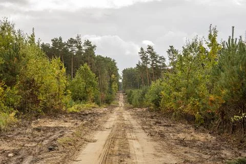 A forest sandy road among pines and other trees on a cloudy autumn day. Autum Stock Photos