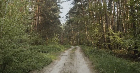 Forest Sandy Road Видео 109110527