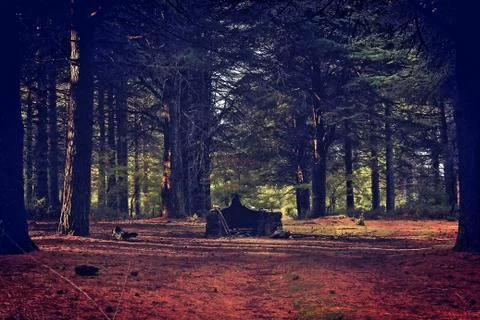 Forest of Sardinia 写真素材