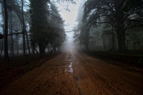 Forest of Sardinia Stock Photos