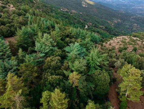 Forest of Sardinia Stock Photos