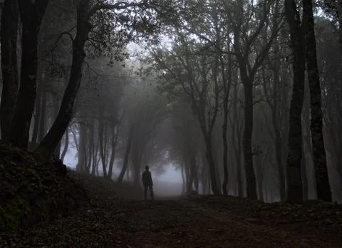Forest of Sardinia Stock Photos