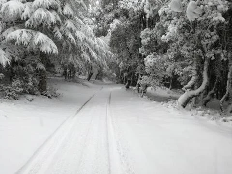 Forest of Sardinia Stock Photos