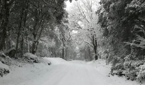 Forest of Sardinia Stock Photos