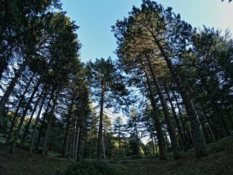 Forest of Sardinia Stock Photos