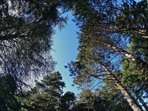 Forest of Sardinia Stock Photos