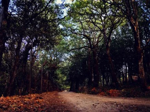 Forest of Sardinia Stock Photos