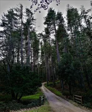 Forest of Sardinia 写真素材
