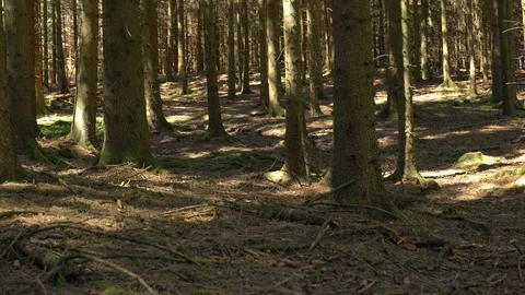Forest in the Sauerland, germany Stock Footage 92660754