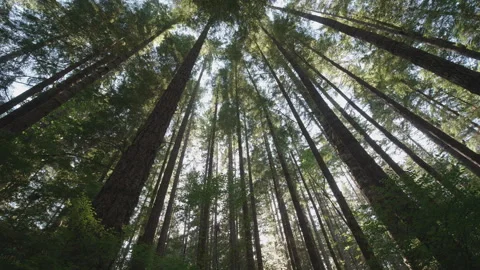 Forest in Sayward BC Stock Footage 240409364