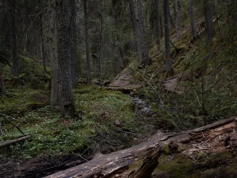 Forest in Scandinavia with small stream Stock Photos