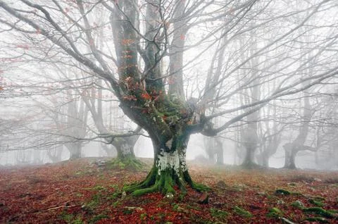 Forest with scary trees Stock Photos