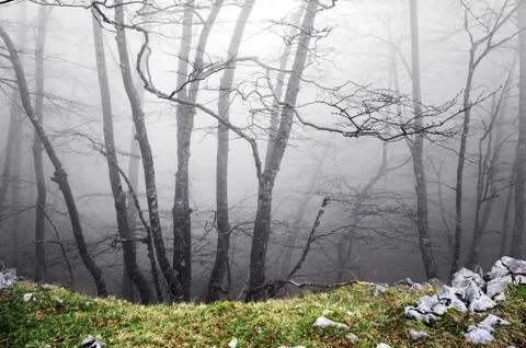 Forest with scary trees Stock Photos