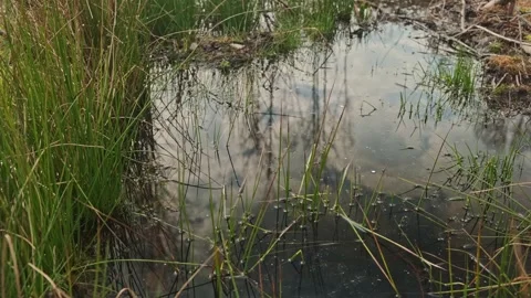 Forest Scene (1) Video stock 267213828