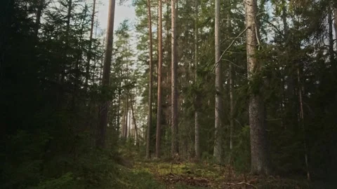 Forest Scene (2) Video stock 267213913