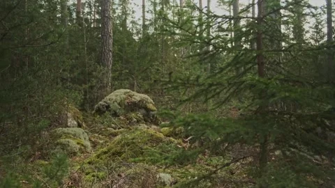 Forest Scene (3) Video stock 267213946