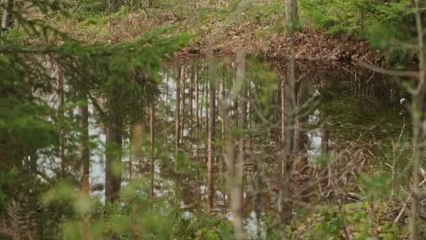 Forest Scene (4) Video stock 267213150