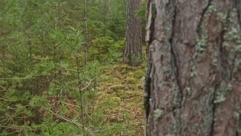 Forest Scene (5) Video stock 267213209